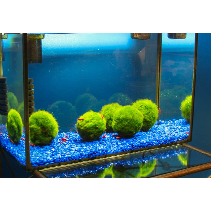 Marimo tảo thủy sinh Nhật bản