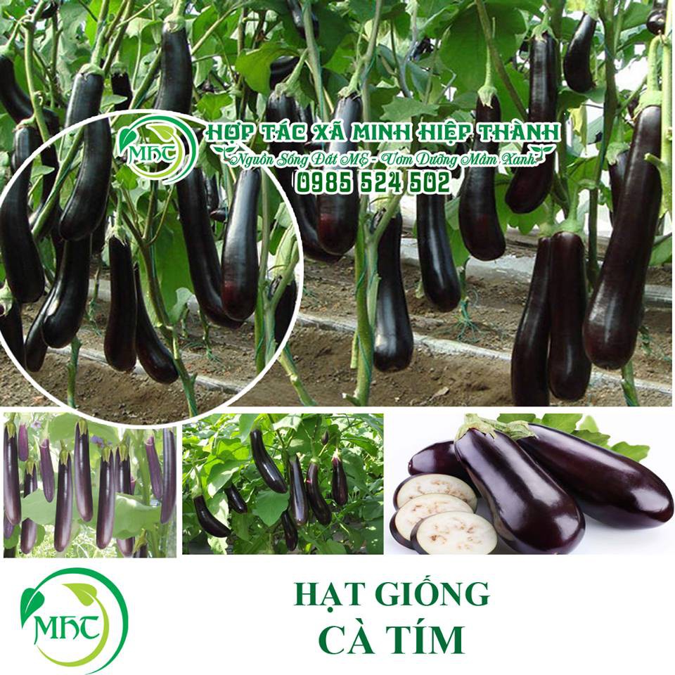 Hạt giống cà tím cơm xanh