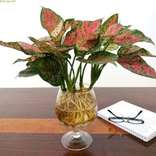 LY CÁ THỦY TINH LC2 - LC3 - LC4