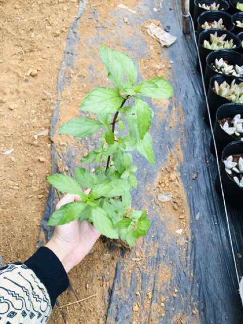 Bạc hà cay PEPPERMINT