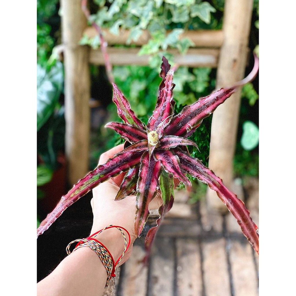 Cây Cryptanthus bivittatus Red Star (Dứa Cảnh Sao Đỏ) chậu nhựa