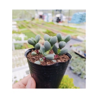 Sen đá trái tim size bầu