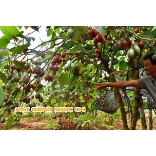 Hạt Giống Cà Chua Thân Gỗ - 4 Hạt