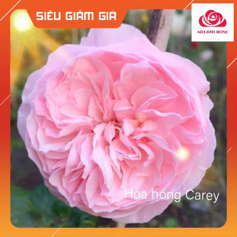 Hoa hồng ngoại Carey rose – Giống hồng cắt cành độc đáo, cuốn hút- Vườn Hoa Melinhrose