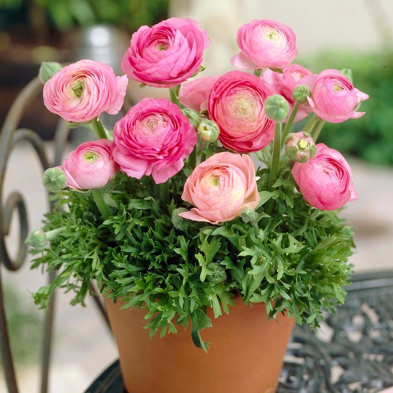 Củ giống hoa hồng mao lương nhiều màu