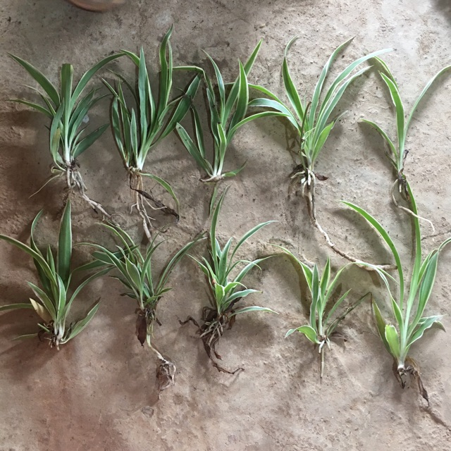 combo 3-5 cây giống cỏ lan chi (1 bầu)