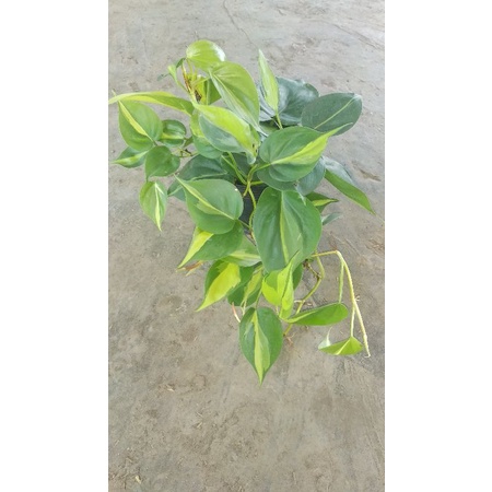Trầu bà Brazil