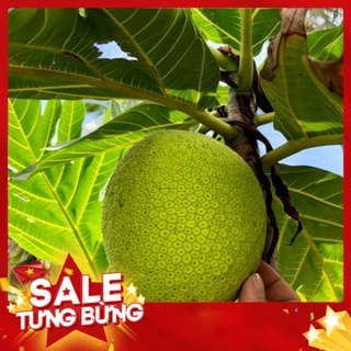Cây sa kê giống - cây bánh mì giống cành chiết cao 1m-2m
