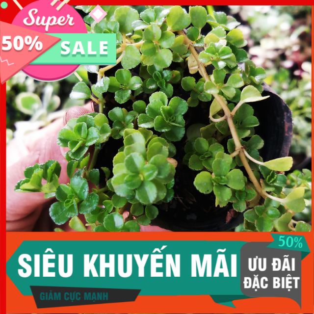 [Chuyên bán sỉ] Sen sò dây