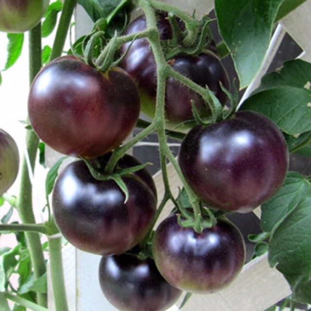Hạt giống cà chua bi cherry đen - gói dành cho gia đình