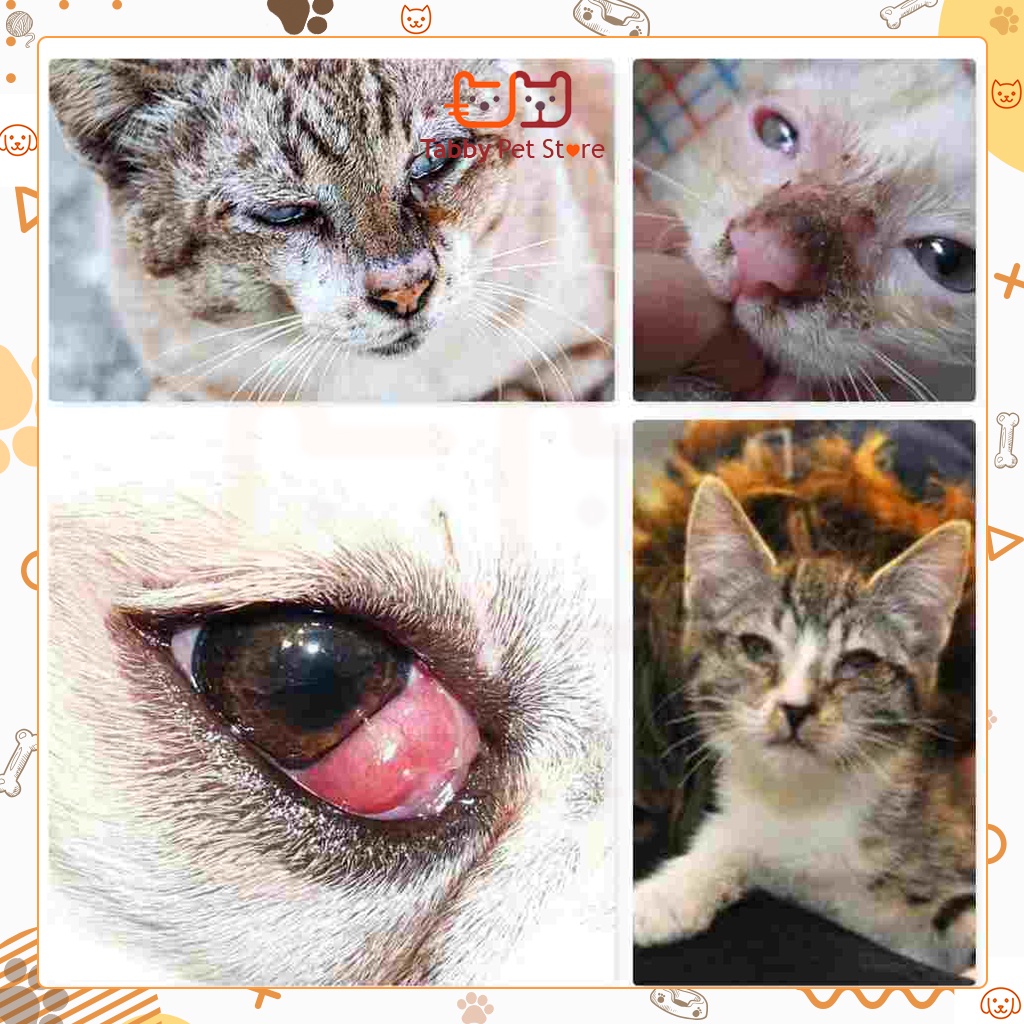 Nhỏ mắt cho mèo cho chó thú cưng Bio Gentadrop chính hãng Tabyy Pet Store