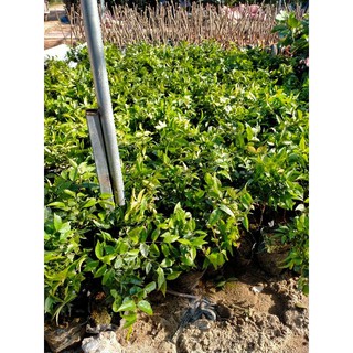 CÂY NHO GỖ 12 VỤ cho quả quanh năm CAO 50CM