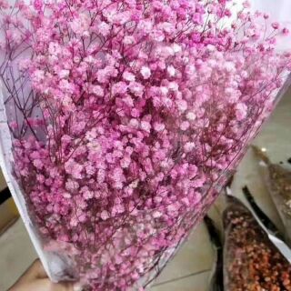 Baby breath khô hàng đẹp