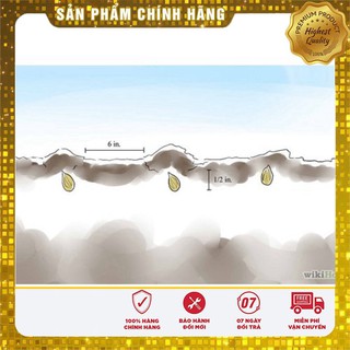 HẠT GIỐNG QUẢ CHERY (ANH ĐÀO) - 10 hạt