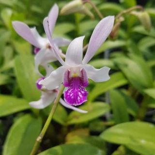 Hoa lan denro nắng tai thỏ 6 màu (trắng- vàng- nâu- đỏ- hồng-xưa)