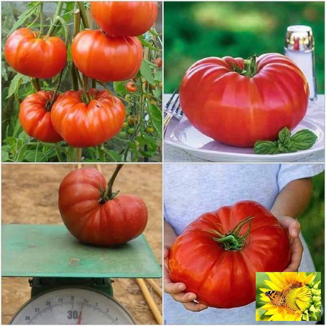 Gói 30 Hạt giống cà chua khổng lồ nhiều màu