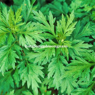 HẠT GIỐNG RAU NGẢI CỨU