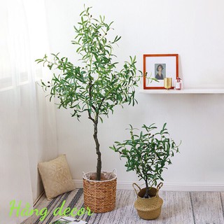 Cây oliu giả - Cây ô liu trang trí cao cấp 130cm - Hằng decor