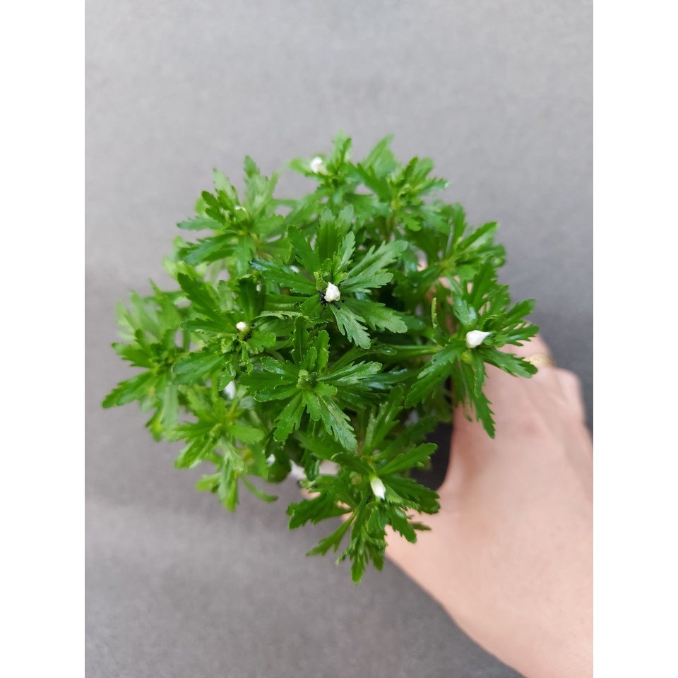 Cây thủy sinh Trung Bảo Tháp - lá cạn - 15 ngọn