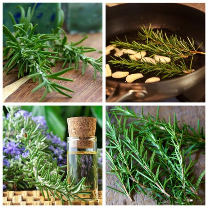 Hạt Giống Hương Thảo Rosemary  - Dễ Trồng, Gia Vị Thơm, Đuổi Muỗi - MUA 3 TẶNG 1 CÙNG LOẠI