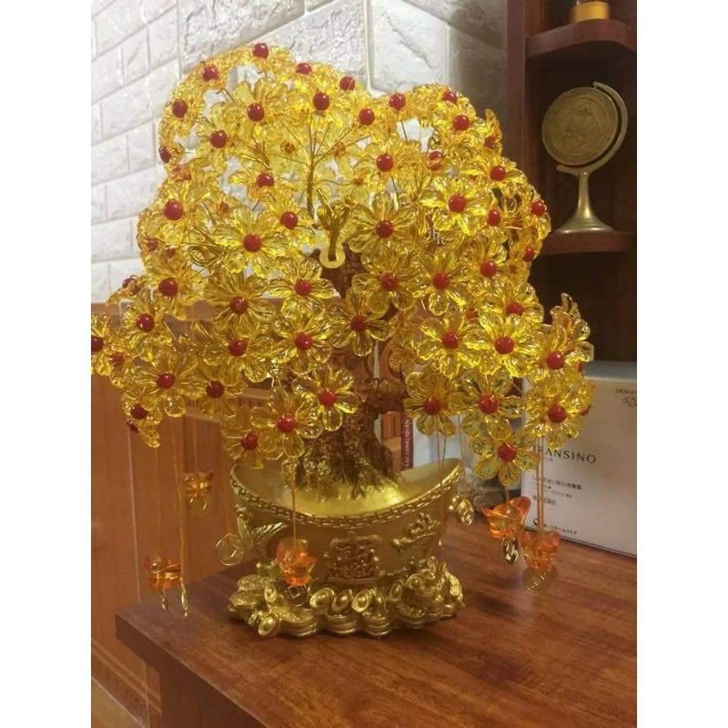 ❤️❤️Cây kim tiền phát tài