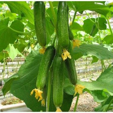 Hạt Giống Dưa Chuột Chùm F1  - MUA 3 TẶNG 1 CÙNG LOẠI