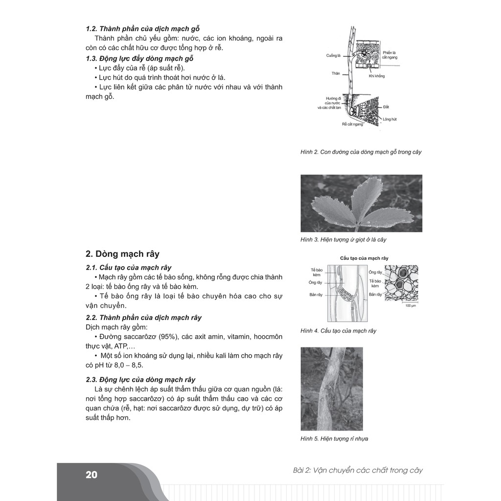 Sách - Bí quyết chinh phục điểm cao Sinh học 11 - NXB Đại học Quốc gia Hà Nội