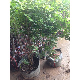Cây nho thân gỗ loại 1m
