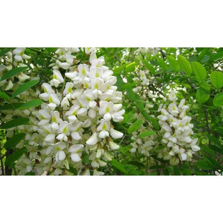 CÂY GIỐNG CÂY HOA HÒE (HÒE HOA) SIZE LỚN