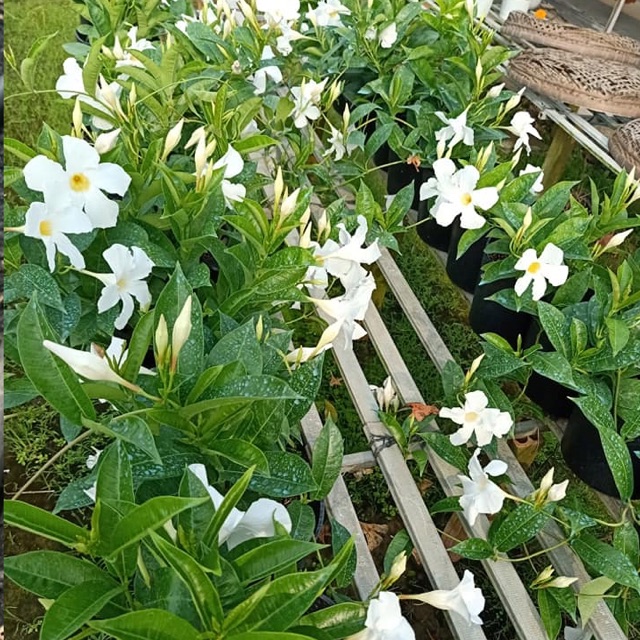 Cây leo tuyết anh