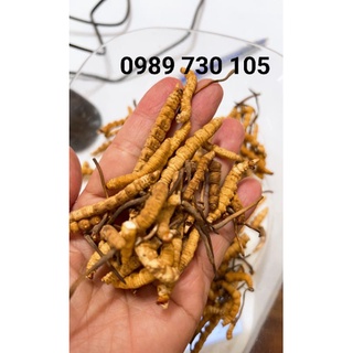 1G Đông Trùng Hạ Thảo Tây Tạng gãy chuẩn bao test