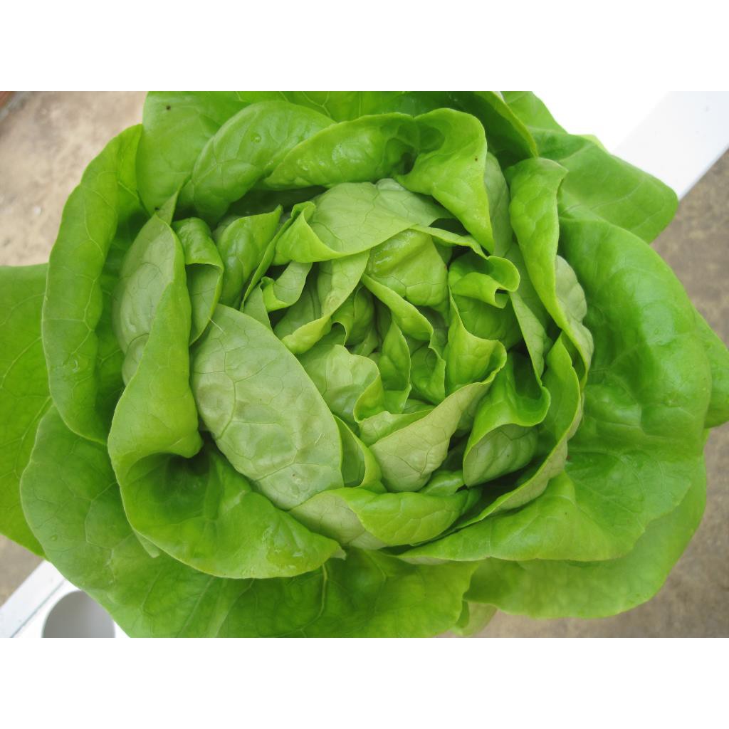 Hạt giống Xà Lách Đăm 2g