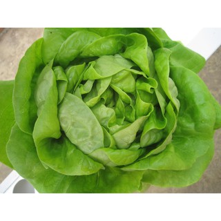 Hạt giống Xà Lách Đăm 2g