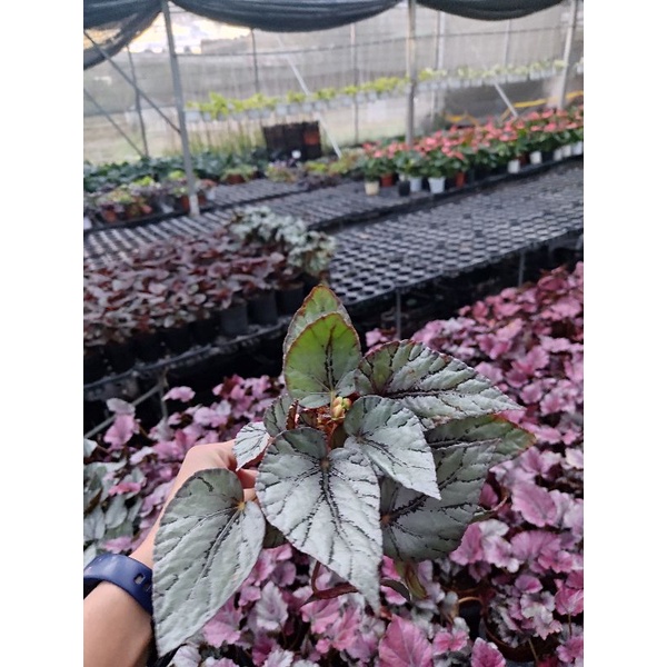 Chậu cứng Begonia Arcitic Breeze