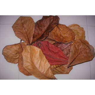 LÁ BÀNG KHÔ - THẦN DƯỢC CÁ CẢNH