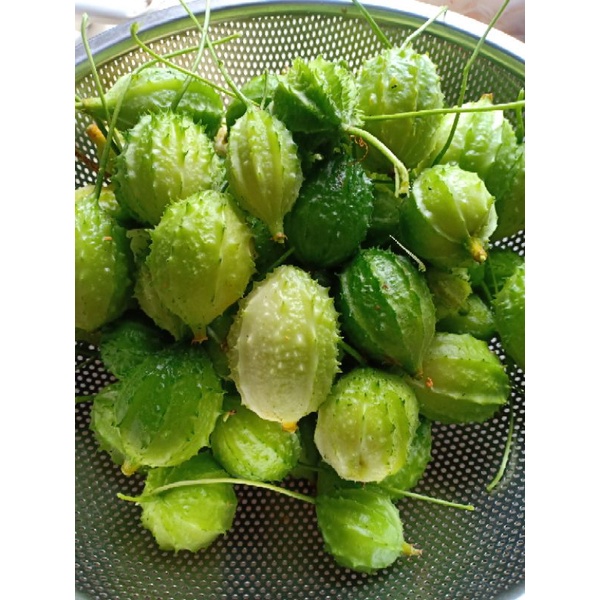Hạt Giống Mướp Đắng Rừng 20 Hạt
