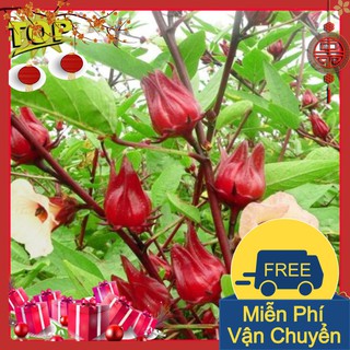 Combo 2 Gói Hạt Giống Cây Bụp Giấm ( Atiso Đỏ )