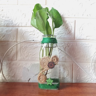 Bình thủy tinh decor tặng cây vạn niên thanh