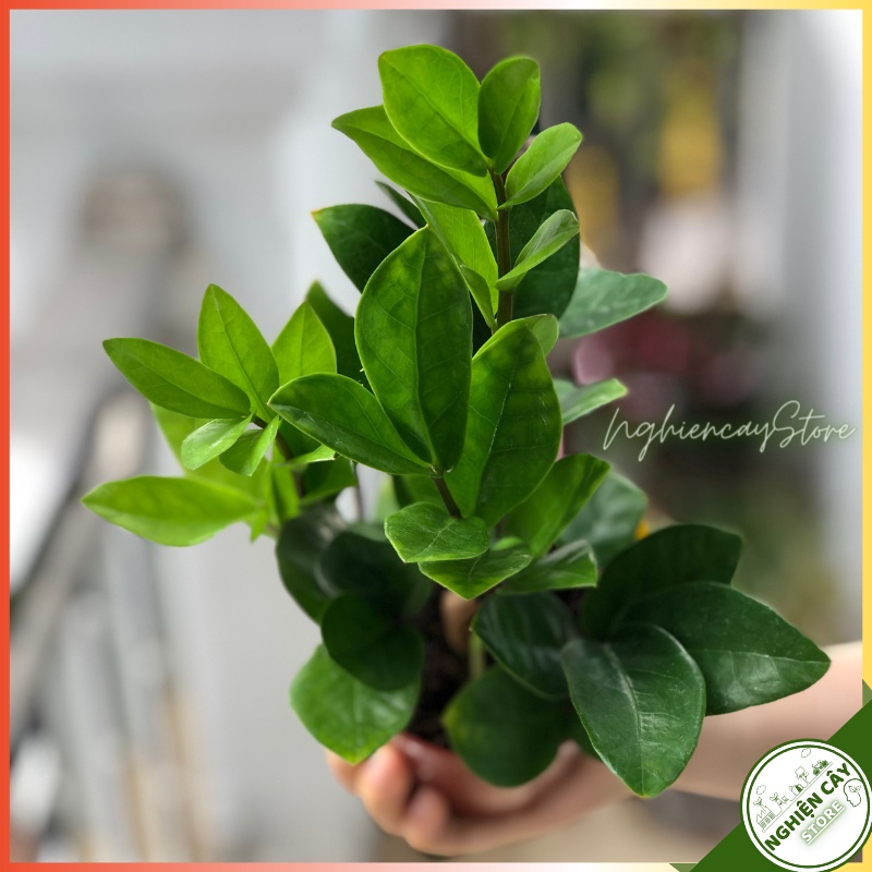 Cây kim tiền chậu men lạnh gắn đĩa để bàn làm việc, quầy thu ngân, làm quà tặng may mắn hút tài lộc