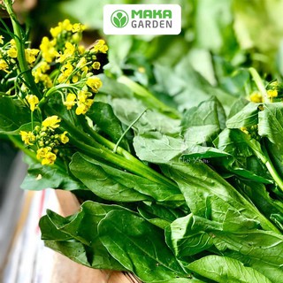 Hạt giống cải ngọt bông rado 55 - gói 20gr - chịu nhiệt, dễ chăm, trồng quanh năm
