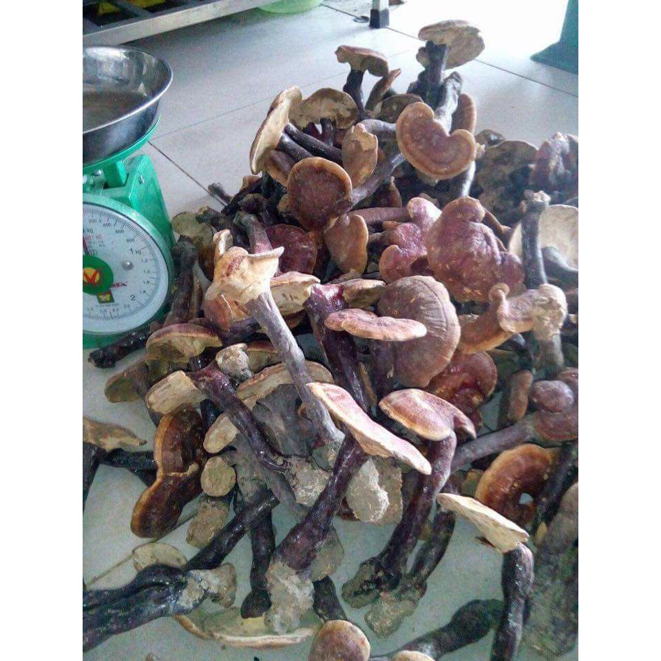 1kg NẤM LIM XANH (BÁN TỰ NHIÊN)