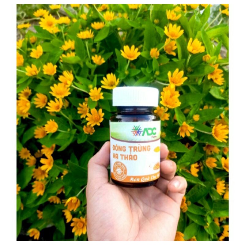 ĐÔNG TRÙNG HẠ THẢO ĐÓNG HỘP ADC