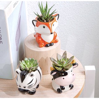 Chậu sứ thú mini 7-13cm