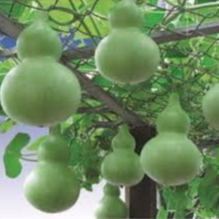 2gram HẠT GIỐNG BẦU HỒ LÔ