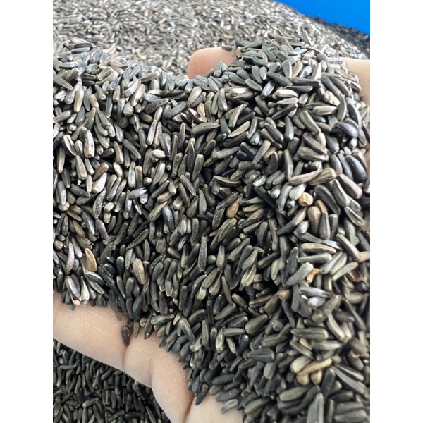 Hạt Niger (Kích Cồ) 500gam - 1KÝ