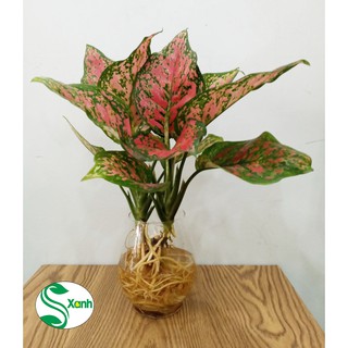 Cây vạn lộc thủy sinh để bàn
