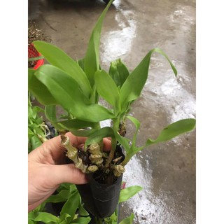 hoa phong lan trúc phật bà