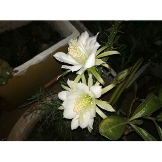 Hạt giống hoa xương rồng quỳnh thái tặng hạt kích thích