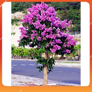 [BÁN CHẠY] CÂY BẰNG LĂNG TÍM,BẦU CÂY LỚN CAM KẾT CHUẨN GIỐNG F1