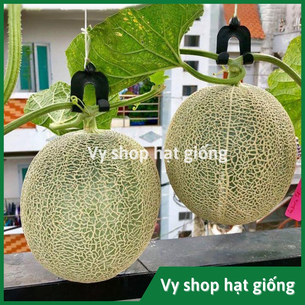 Hạt giống dưa lưới ruột cam Lemon Cat Thái Lan nguyên gói 50 hạt